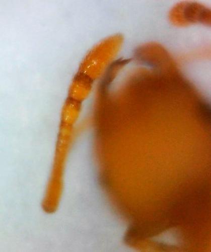 Réf. 225 623 : Pheidole parva